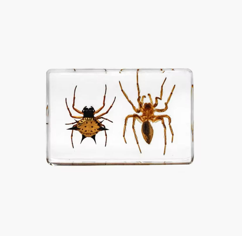 Dual Spider Specimens - Gasteracantha and Jumping Spider in
Resin