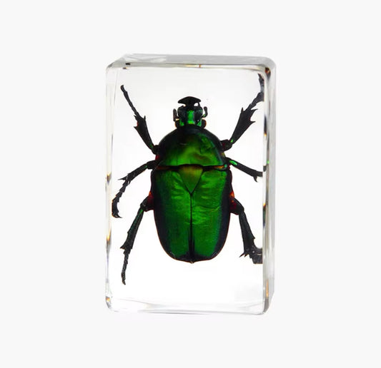 Jewel Green Scarab Beetle Encased
in Resin