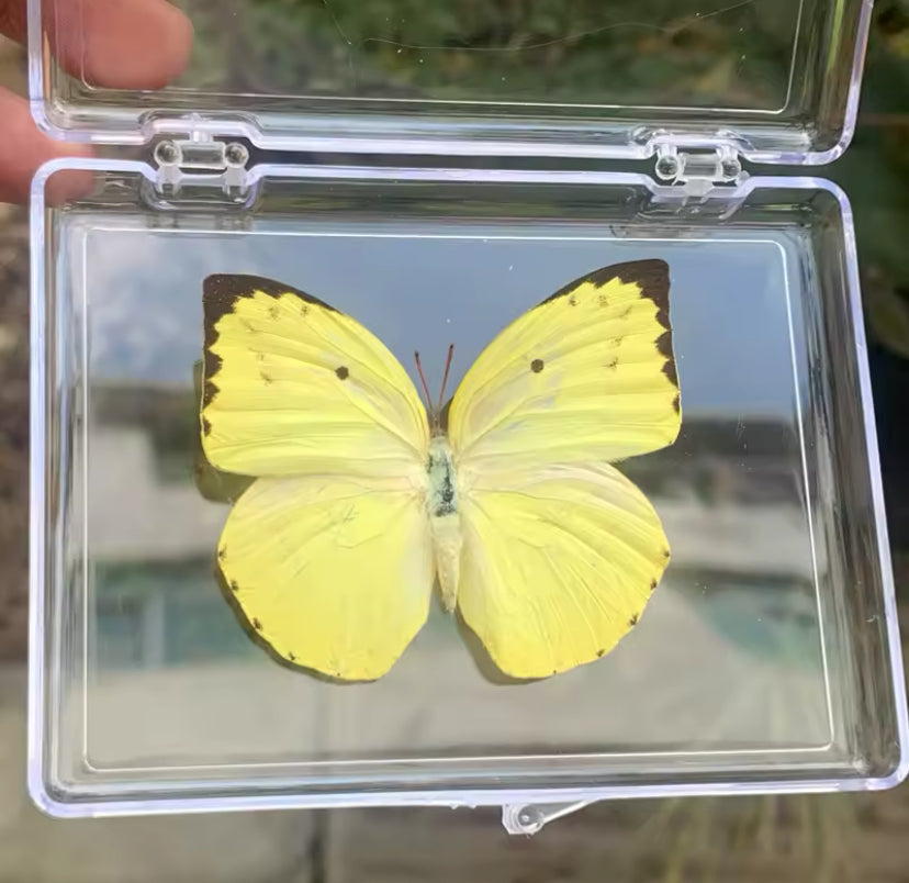 Cloudless Sulphur Butterfly Taxidermy
- Sunshine in Flight