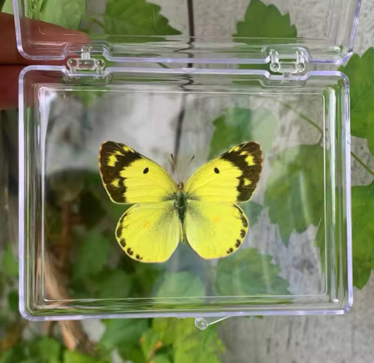 Yellow Grass Jewel Butterfly Taxidermy
- Radiant Simplicity