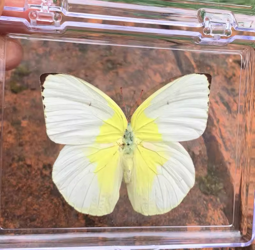 White and Yellow Emigrant Butterfly
Taxidermy - Subtle Elegance