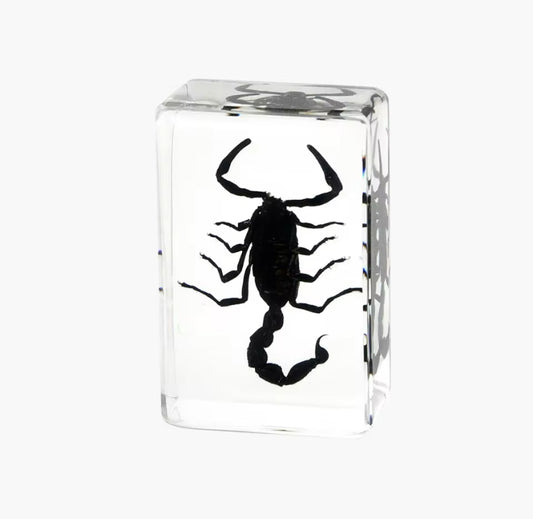 Black Scorpion in Resin - A Fearless
Predator Preserved