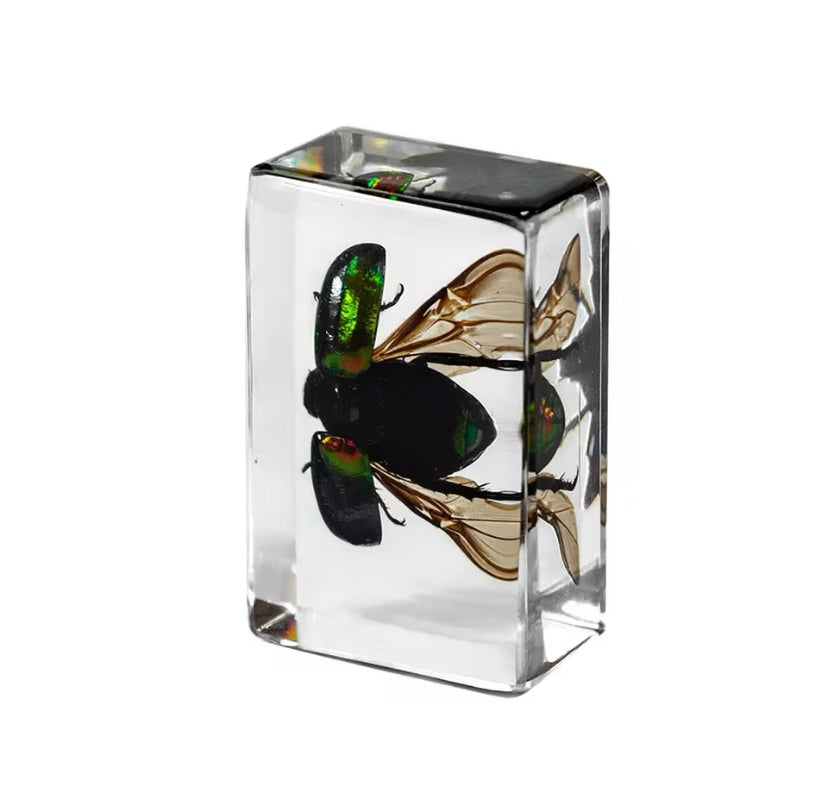 Jewel Beetle in Resin - A Shimmering Marvel of Nature