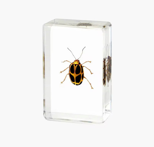 Black-Spotted Tortoise Beetle in Resin - Nature's Polka-Dot Wonder