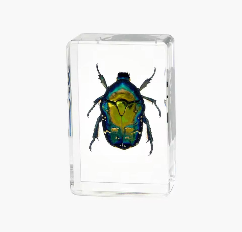 Iridescent Jewel Beetle Preserved in
Resin - A Shimmering Masterpiece