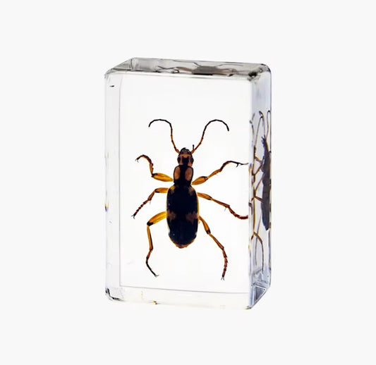 Resin-Preserved Ground Beetle - A
Display of Strength and Agility