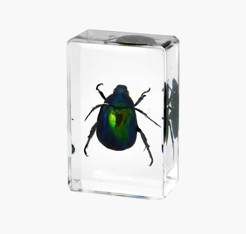 Iridescent Green Beetle Preserved in
Resin