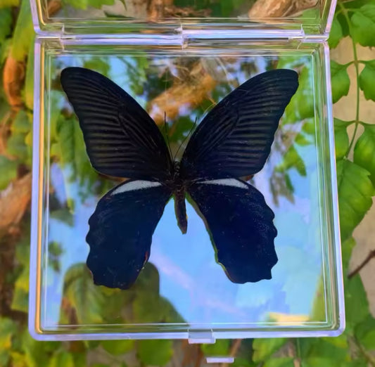 Great Mormon Butterfly Taxidermy -
Midnight Majesty