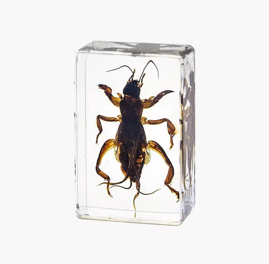 Subterranean Swimmer - Mole
Cricket Encased in Resin