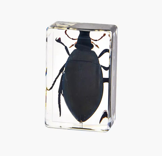 The Aquatic Marvel - Giant Water Beetle Encased in Resin