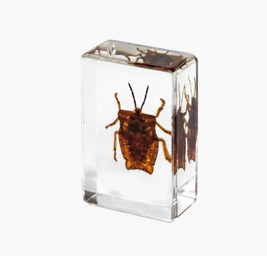 Encased Brown Shield Bug -
Nature's Subtle Artisan