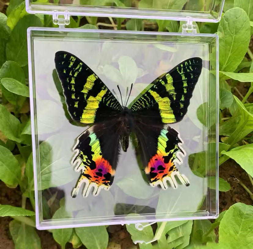 Madagascar Sunset Moth Taxidermy - A
Kaleidoscope of Colors