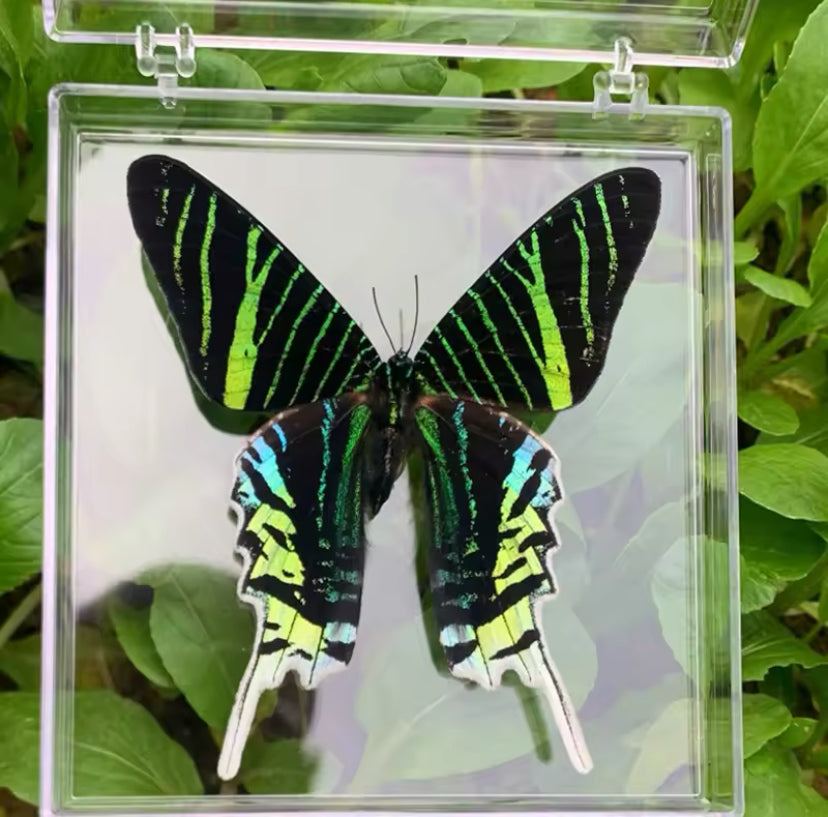 Green-banded Urania Moth Taxidermy -
Tropical Brilliance