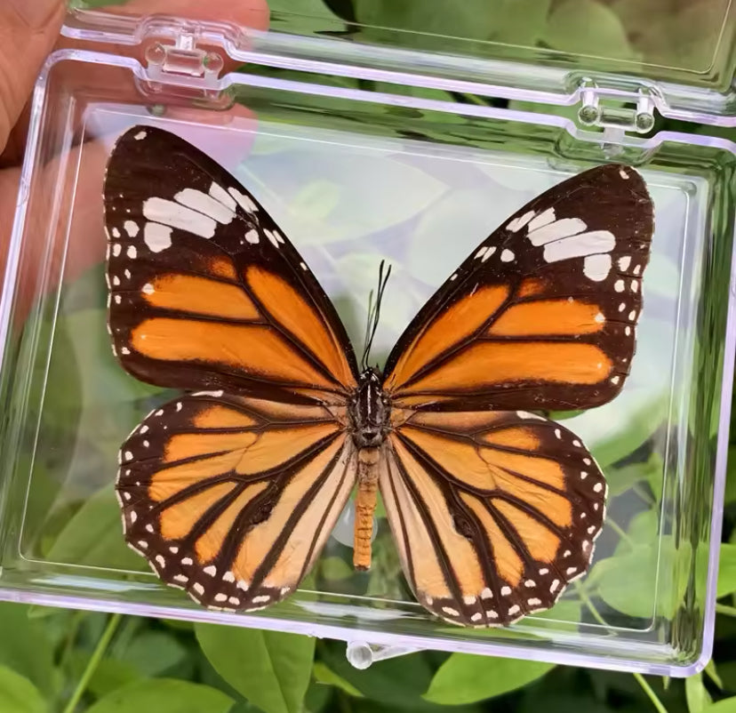 Monarch Butterfly Taxidermy - The Majestic Migrant