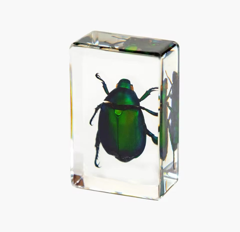 Radiant Jewel Beetle Encased in
Resin - A Gem of Nature