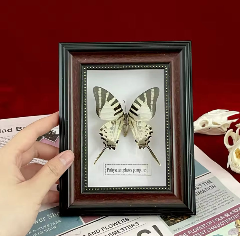 Trio of Elegance: The Ultimate Framed Butterfly Collection