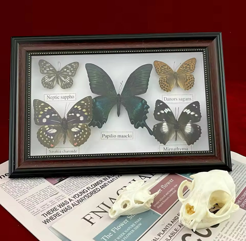 Luxury Framed Butterfly Showcase -
Rare and Exotic Beauties