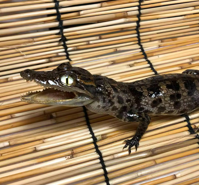 Preserved Juvenile Spectacled
Caiman (Caiman crocodilus)