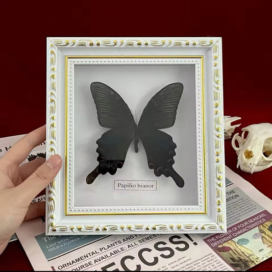 Regal Papilio Bianor Butterfly Display - A Dark Elegance