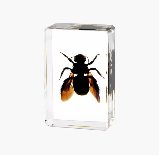 Striking Resin-Preserved Carpenter
Bee - Nature's Artisan