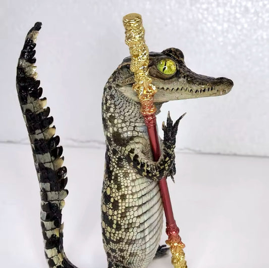 Standing Crocodile Taxidermy – Customisable Display