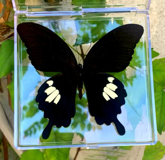 Great Mormon Butterfly Taxidermy -
Bold and Beautiful