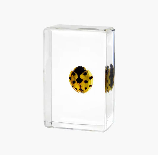 Yellow Spotted Ladybug Encased in Crystal Resin - A Symbol of Good Fortune