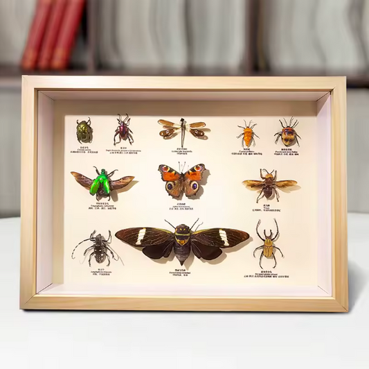 Framed Wonders: A Display of 11 Exotic Insect Specimens