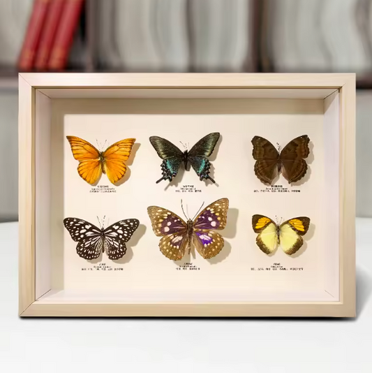 Radiant Framed Butterfly Collection