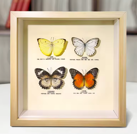 Vibrant Framed Butterfly Quartet