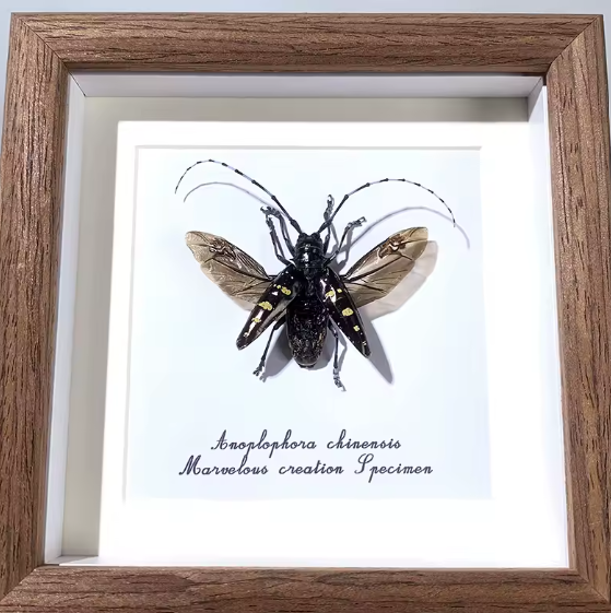 Exotic Elegance: Anoplophora chinensis Framed Specimen