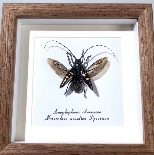 Exotic Elegance: Anoplophora chinensis Framed Specimen