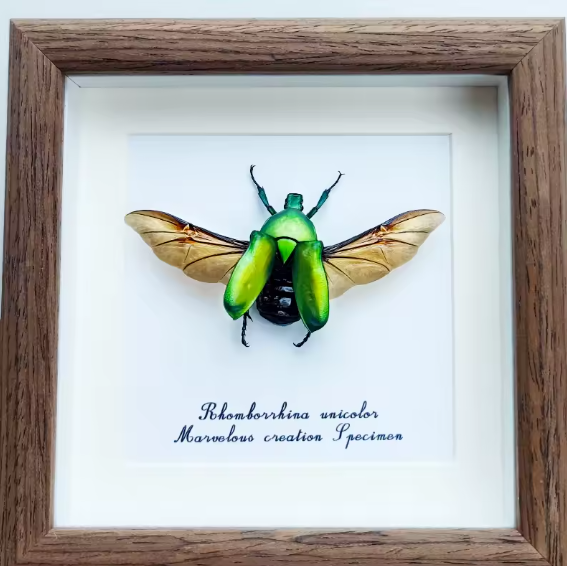 Lustrous Green Jewel: Rhomborrhina unicolor Framed Specimen