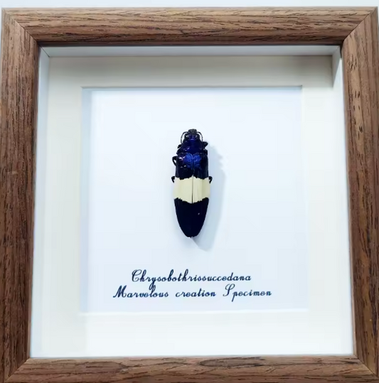 Striking Beauty: Chrysochroa Succedana Framed Specimen