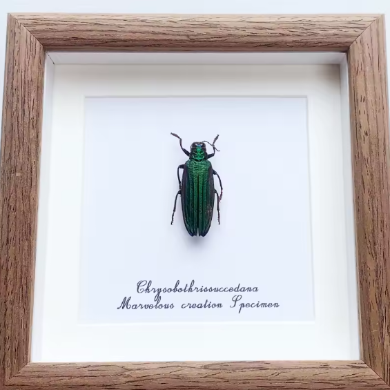 Emerald Elegance: Chrysochroa Succedana Framed Specimen