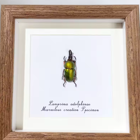 Radiant Elegance: Lamprima Adolphinae Framed Beetle