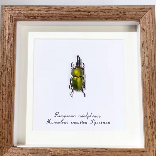 Radiant Elegance: Lamprima Adolphinae Framed Beetle