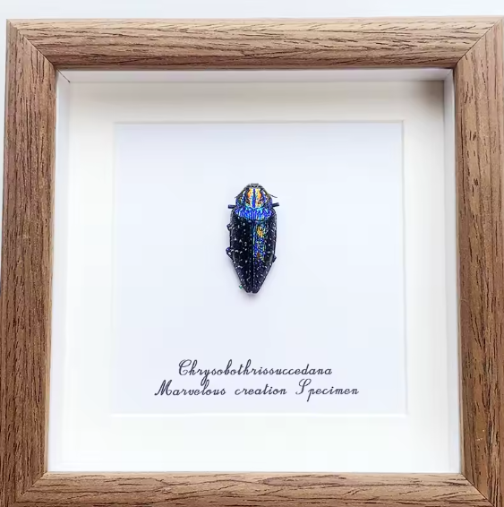 Vibrant Jewel: Chrysobothris Succedana Framed Specimen