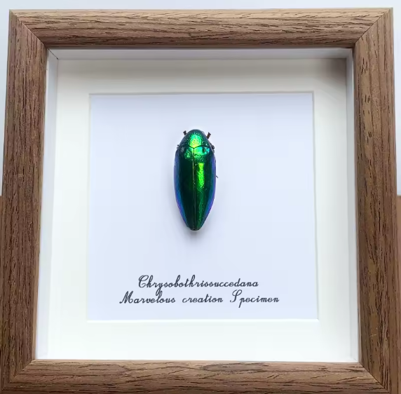 Enchanting Emerald: Chrysobothris Succedana Framed Jewel Beetle