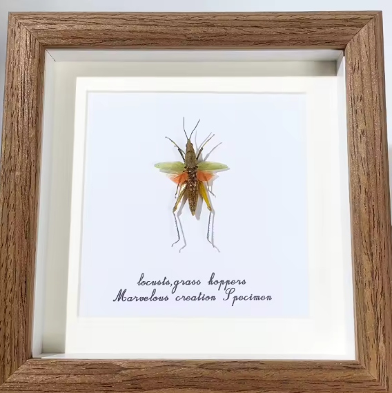 Framed Locust and Grasshopper Specimen