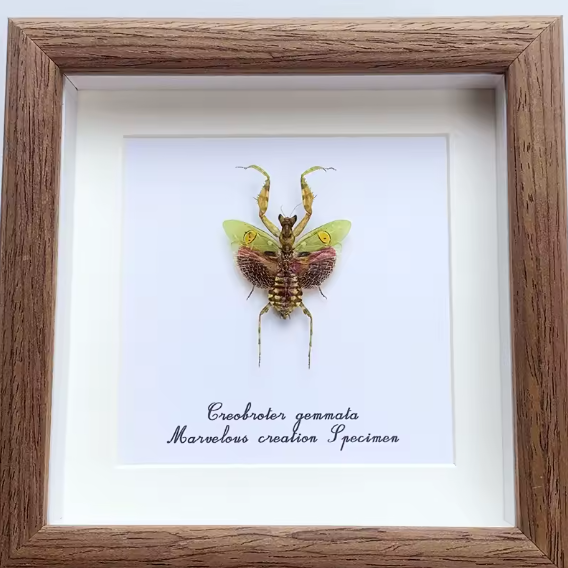 Framed Creobroter Gemmata (Jeweled Flower Mantis) Specimen