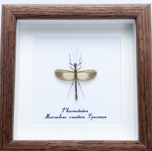 Elegant Phasmatodea Framed Specimen - Marvel of Nature